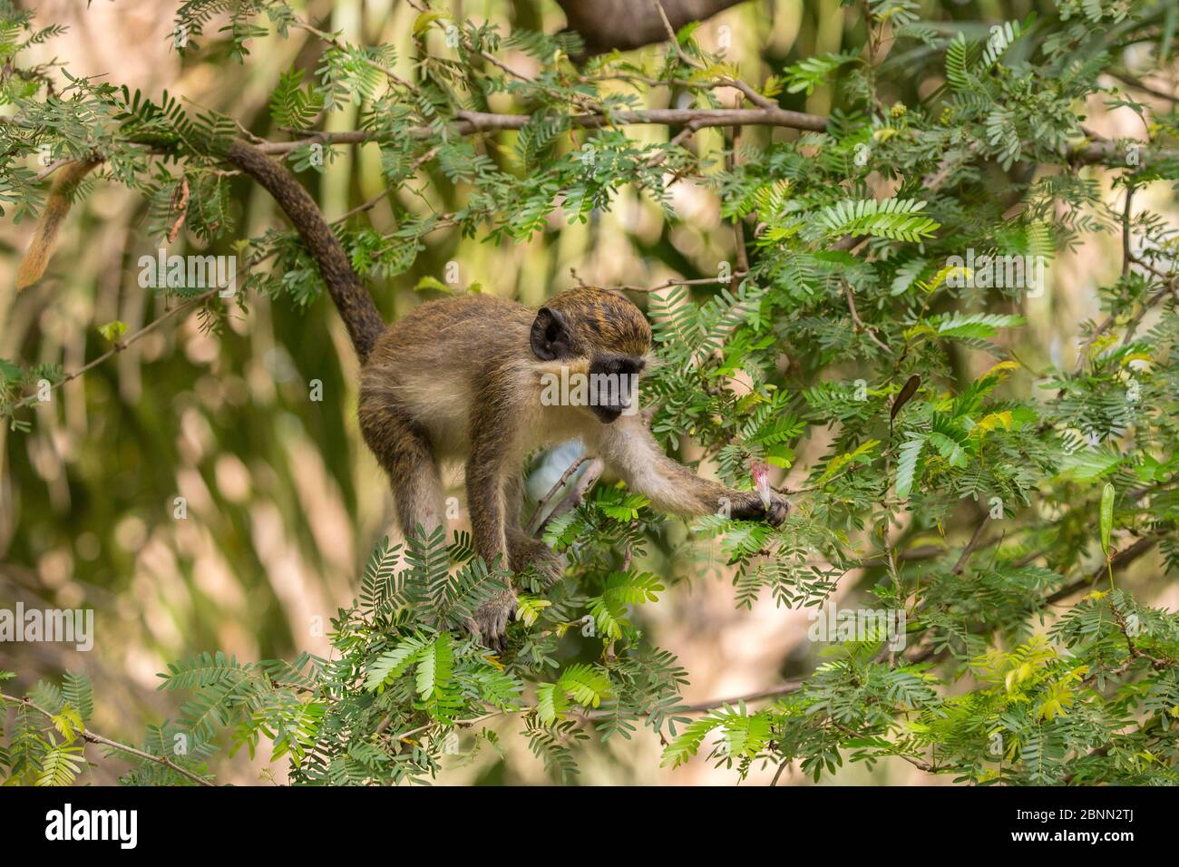 Grüner Affe (Chlorocebus sabaeus) Junge in einem Baum, Gambia, Afrika, Mai. Stockfoto