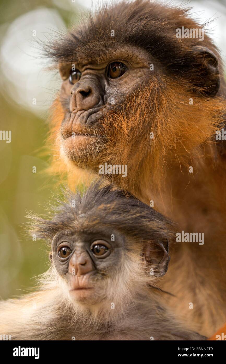 Westernrötlich colobus (Procolobus badius) Weibchen mit kleinem Youngster, Gambia, Afrika, Mai. Stockfoto