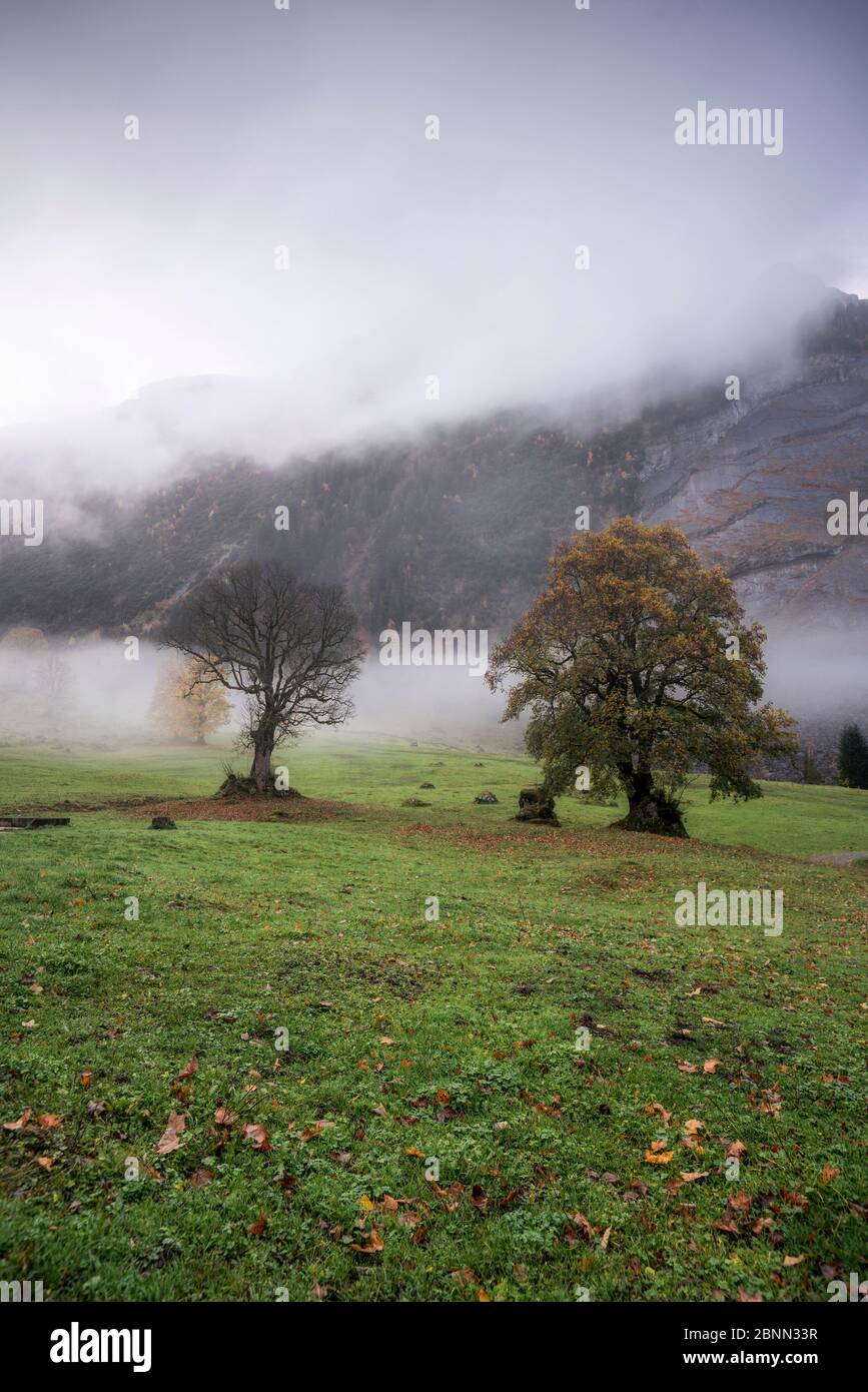 Schweiz, Glarus, Bäume im Nebel, Herbst Stockfoto
