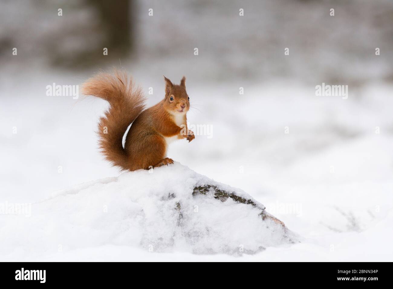 Eichhörnchen (Sciurus vulgaris) stand auf im Schnee anmelden, Cairngorms National Park, Schottland, Großbritannien. Dezember. Stockfoto