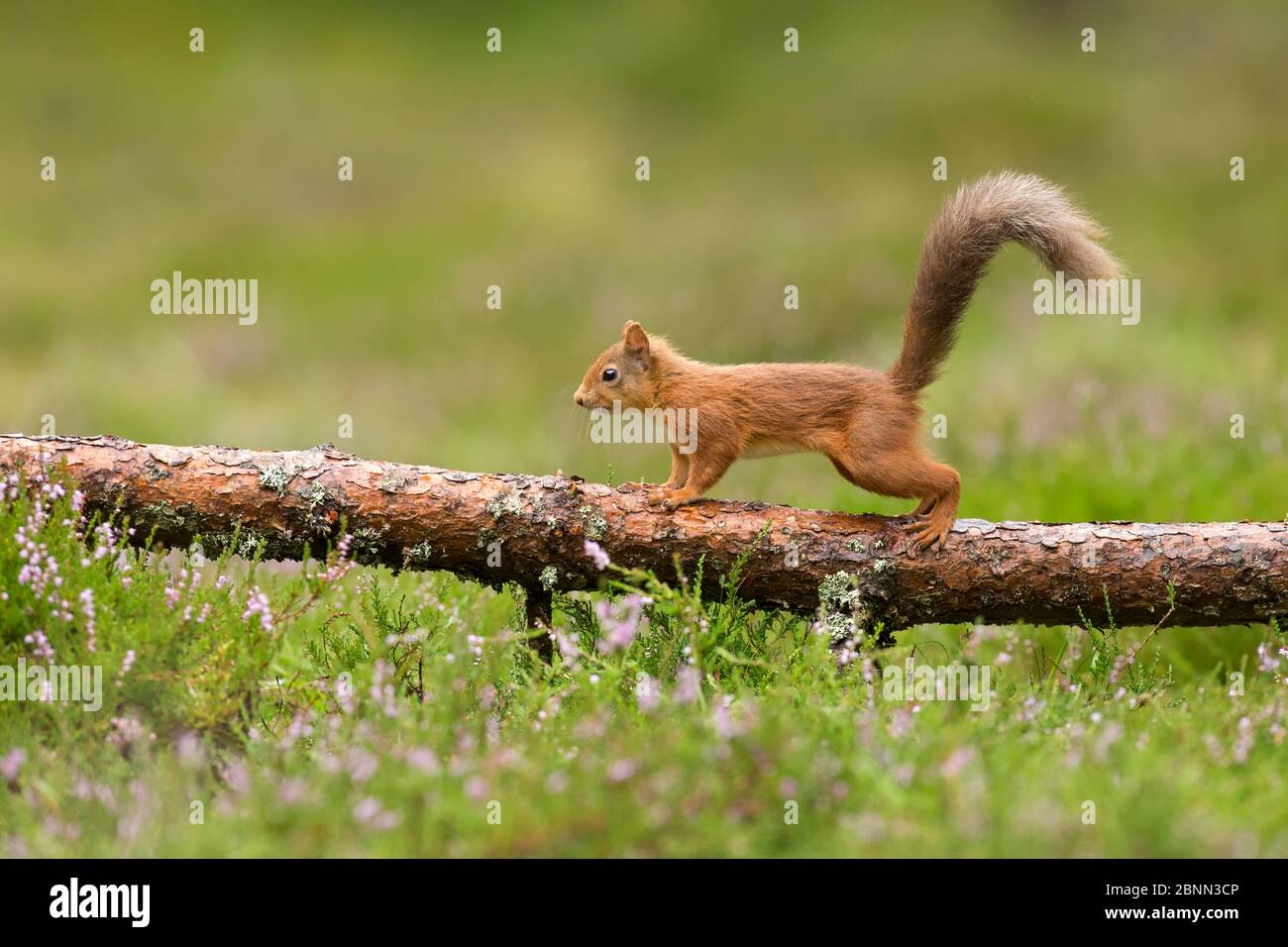 Rotes Eichhörnchen (Sciurus vulgaris) im Sommerhut auf gefallener Holzschnur, Perthshire, Schottland, Großbritannien, Mai. Stockfoto