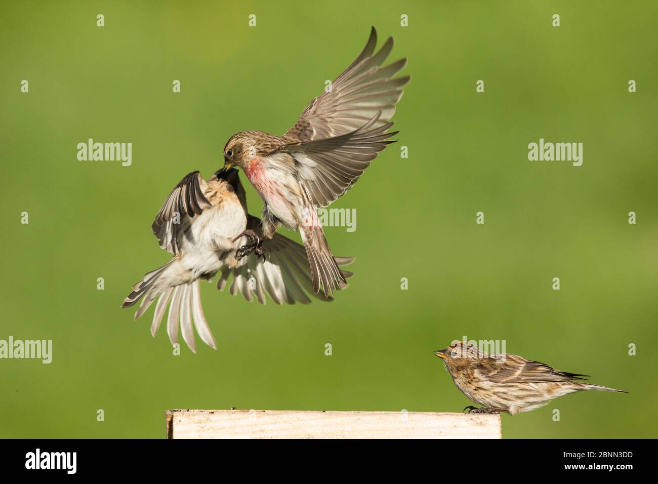 Rotpoll (Carduelis flammea) zwei Kämpfe um Nahrung in der Luft, Schottland, Großbritannien, Mai. Stockfoto