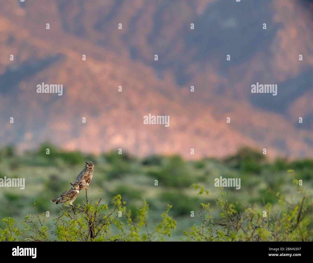 Gehörnte Eule (Bubo virginianus) Paar im Abendlicht, Santa Catalina Mountain Foothills, Sonoran Desert, Arizona, USA. April. Stockfoto