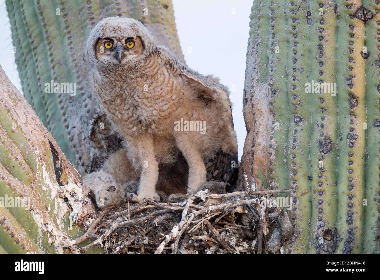 Küken am Nest in Saguaro cacus (Carnegiea gigantea), Santa Catalina Mountain Foothills, Sonoran Desert, Arizona, U Stockfoto