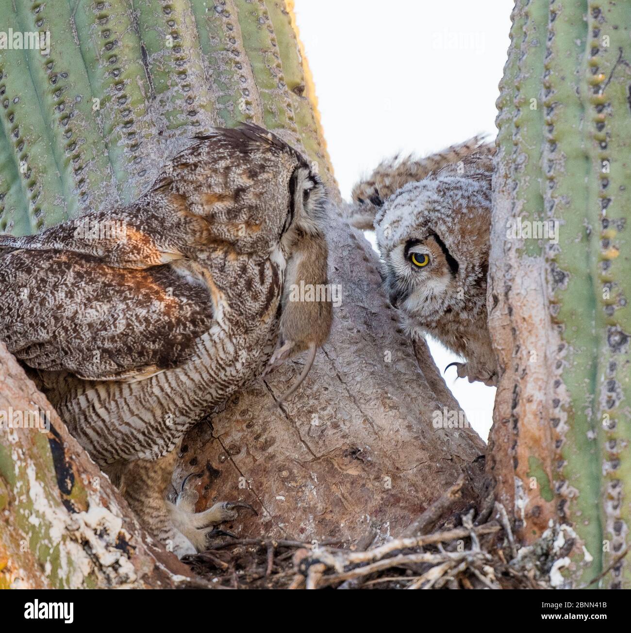 Eule (Bubo virginianus) Elternteil füttert Ratte, um am Nest in Saguaro cacus (Carnegiea gigantea), Santa Catalina Mountain Foothills, Sono zu Küken Stockfoto
