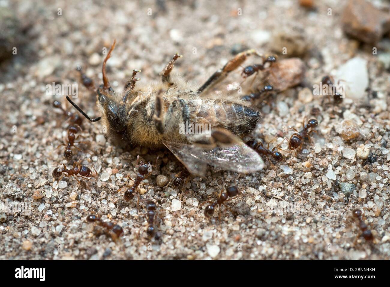 Europäischer Bienenwolf (Philanthus triangulum) tot - mit Schlangenameisen, Budapest, Ungarn Stockfoto