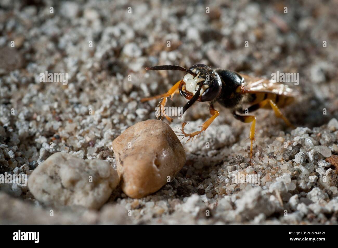 Europäischer Bienenwolf (Philanthus triangulum) bewegter Kiesel während des Nestbaus, Budapest, Ungarn Stockfoto