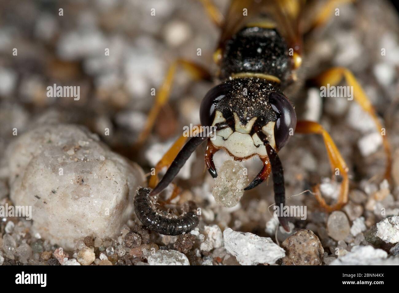 Europäischer Bienenwolf (Philanthus triangulum) beim Nestgraben das Maden bewegen. Budapest, Ungarn. Stockfoto