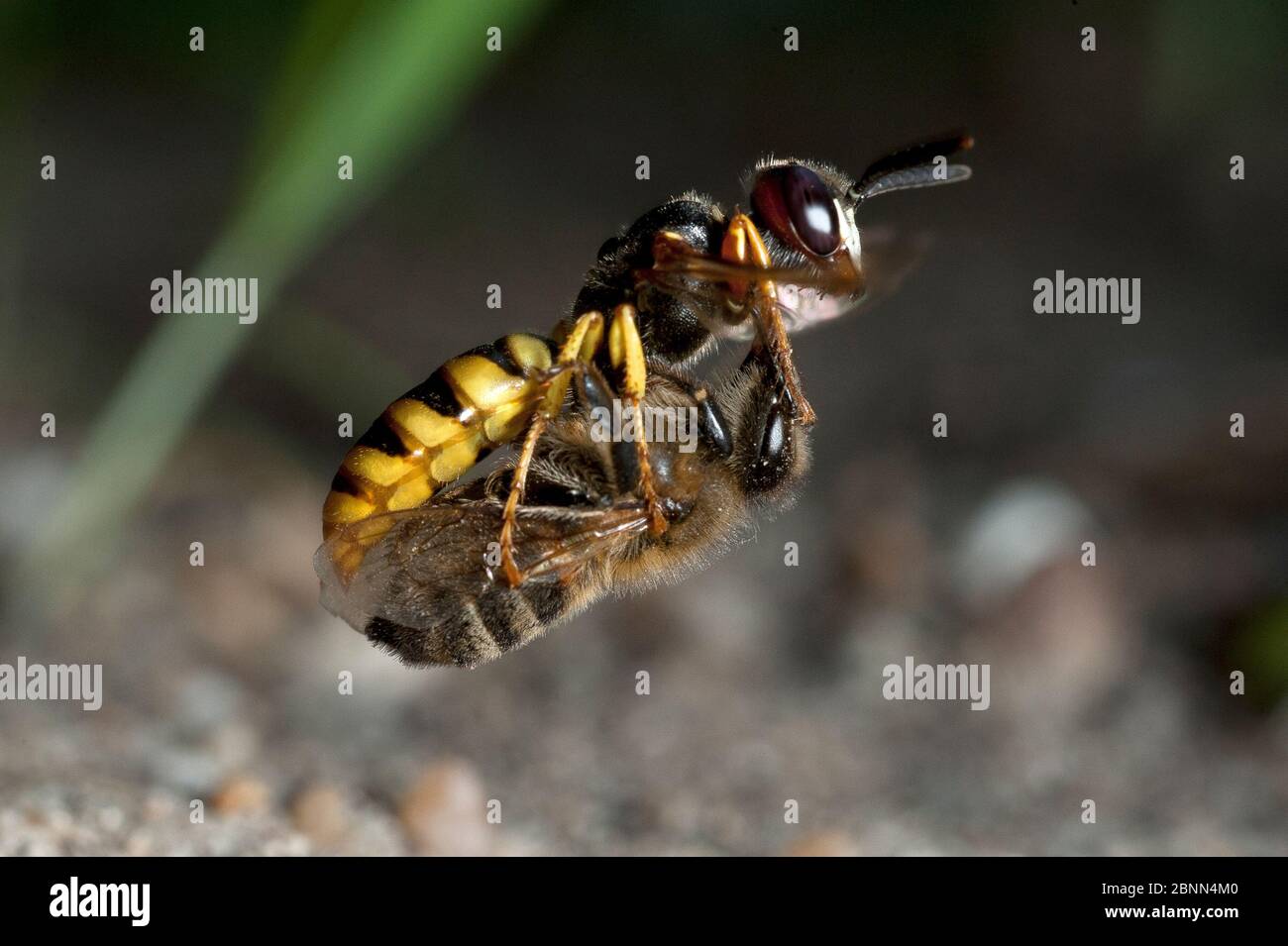 Europäischer Bienenwolf (Philanthus triangulum) im Flug, mit Bienenauge zum Nistloch, Budapest, Ungarn Stockfoto