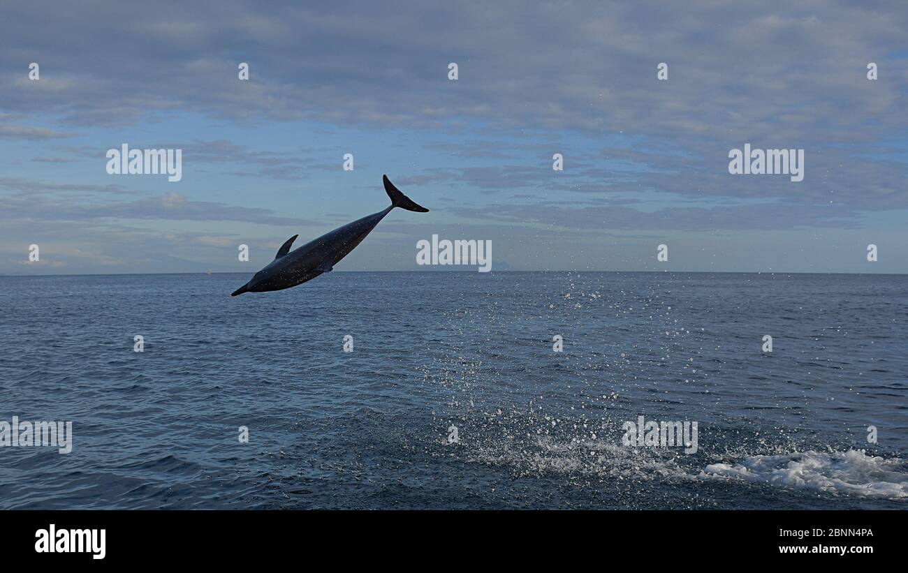 Ein wilder Delphin springt aus dem Meer. Stockfoto
