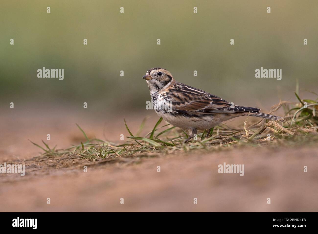 Lappland-Ammer (Calcarius lapponicus) weiblich, Norfolk UK Februar Stockfoto