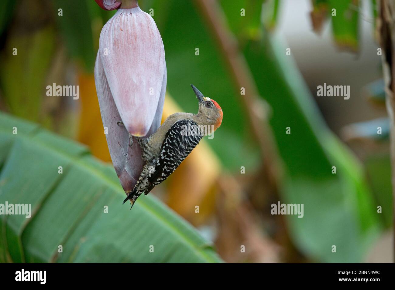 Rotkronenspecht (Melanerpes rubricapillus) Fütterung bei großen Blumen, Trinidad und Tobago, April Stockfoto