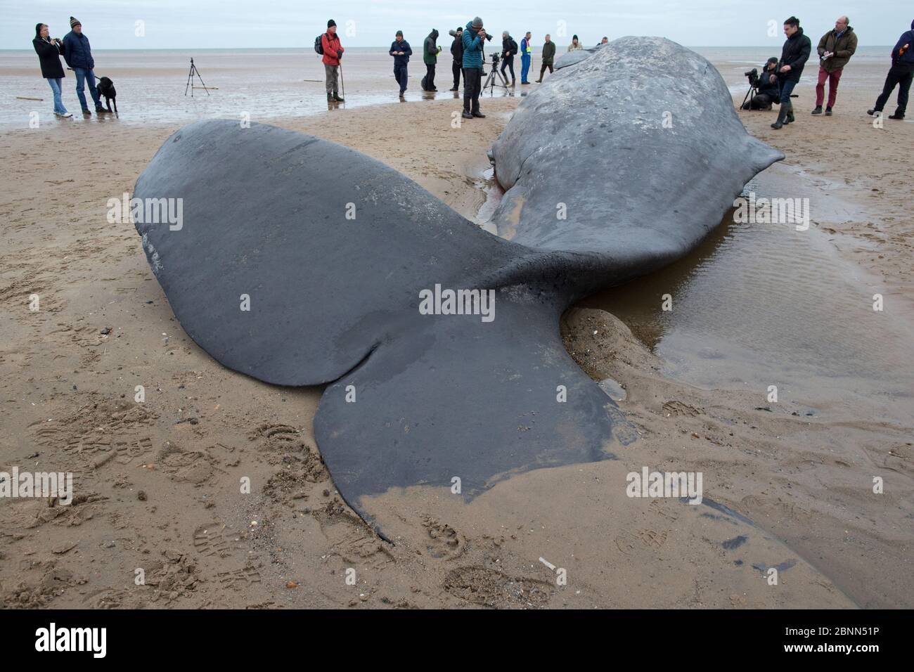 Pottwal (Physetter macrocephalus) tote Kadaver am Strand aufgewaschen, Leute schauen auf, Norfolk UK Februar 2016 Stockfoto