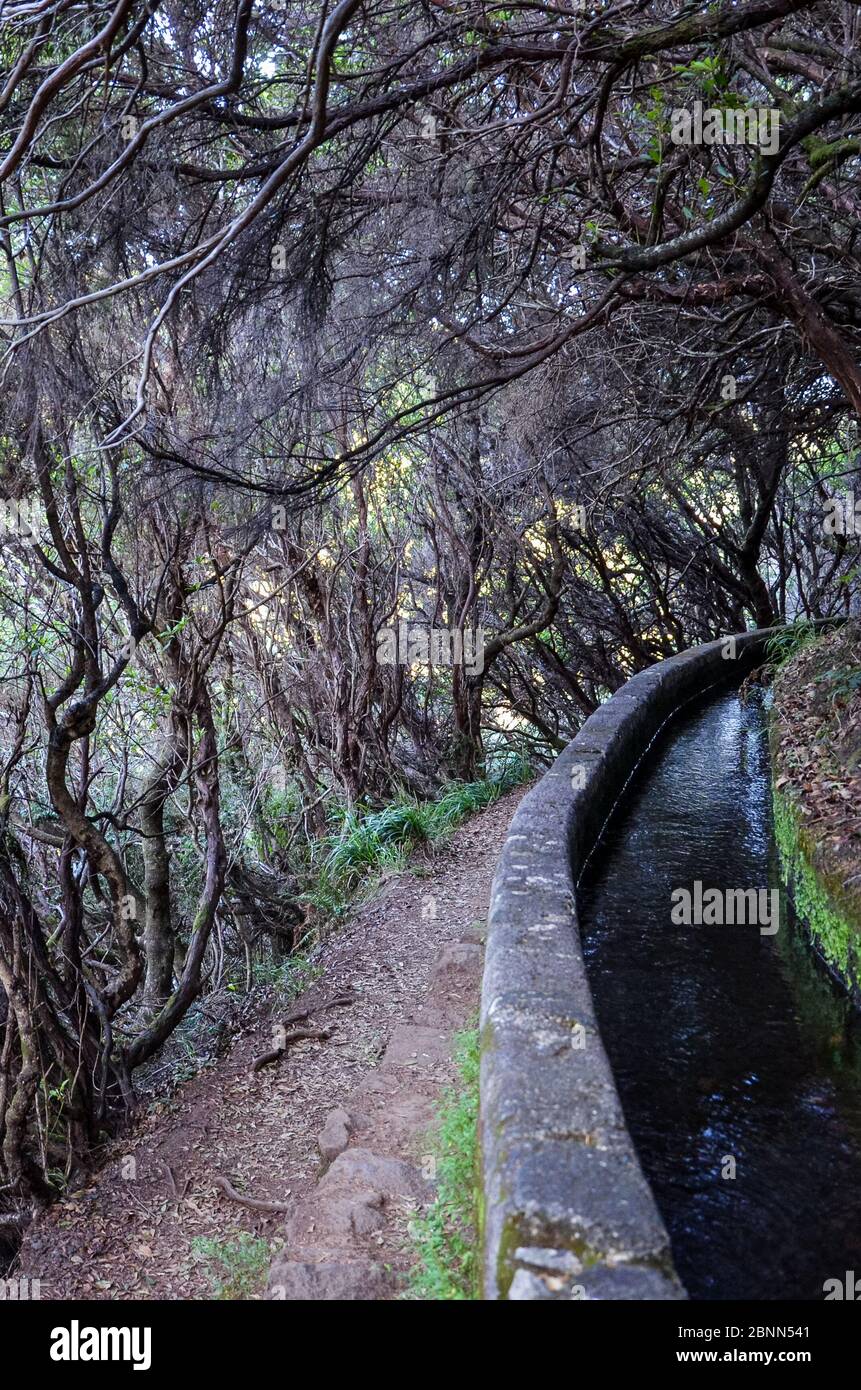 Wanderweg in dunklen Lorbeerwald, Teil der Levada 25 Fontes auf der Insel Madeira, Portugal. Das Bewässerungssystem Canal, schmalen Stein weg, und Lorbeerbäume. Laurissilva, Laurisilva. Madeira Trail. Stockfoto