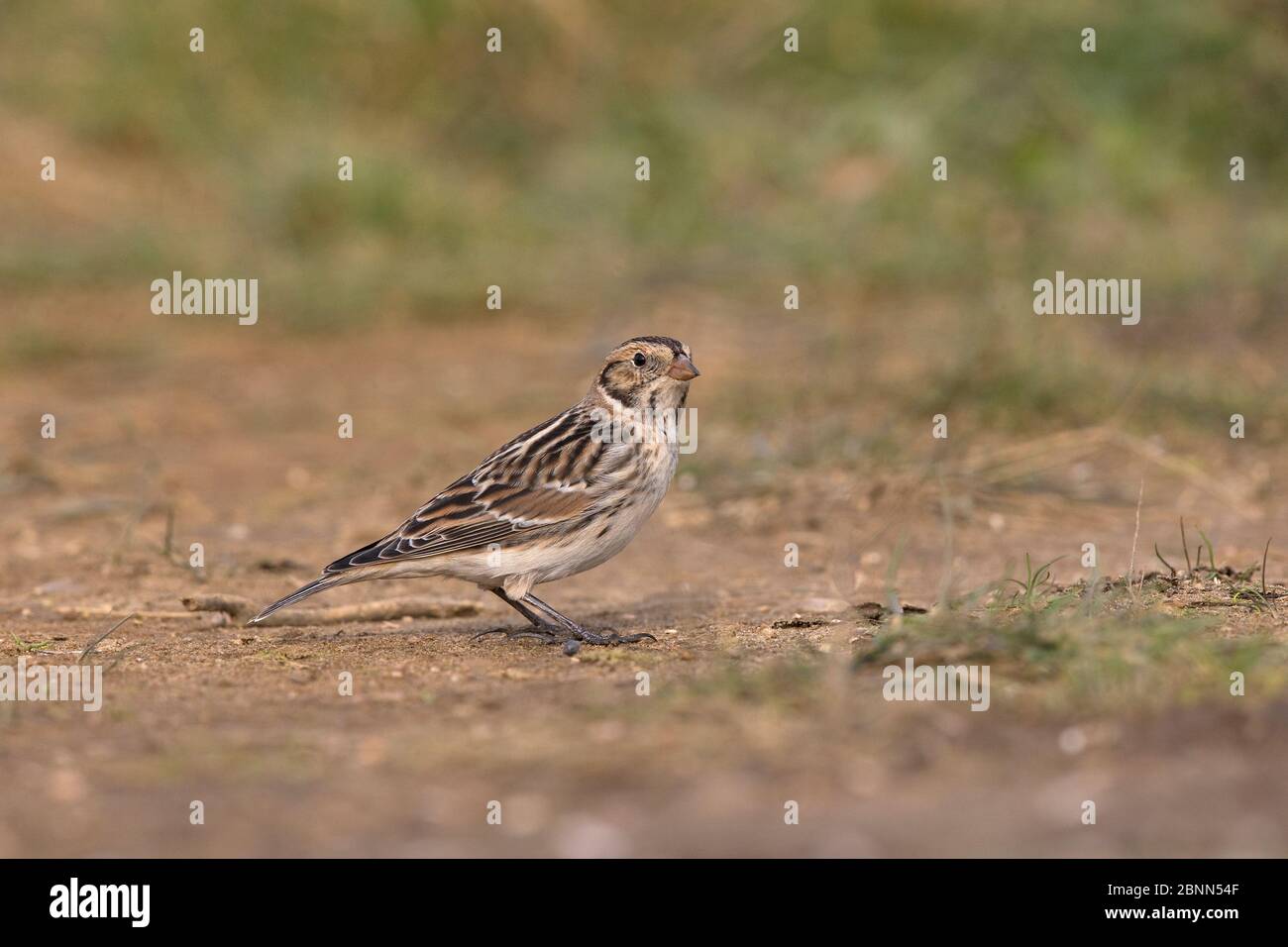 Lappland-Ammer (Calcarius lapponicus) Frauenprofil, Norfolk UK Februar Stockfoto