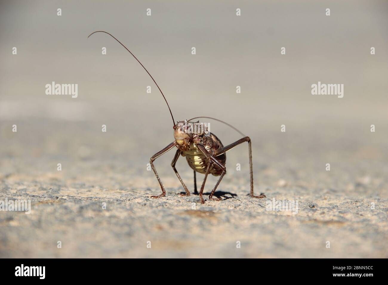 Ein gepanzertes Katydid (acanthoplus discoidalis) liegt in Bethanien, Namibia, auf der Straße in der Sonne Stockfoto