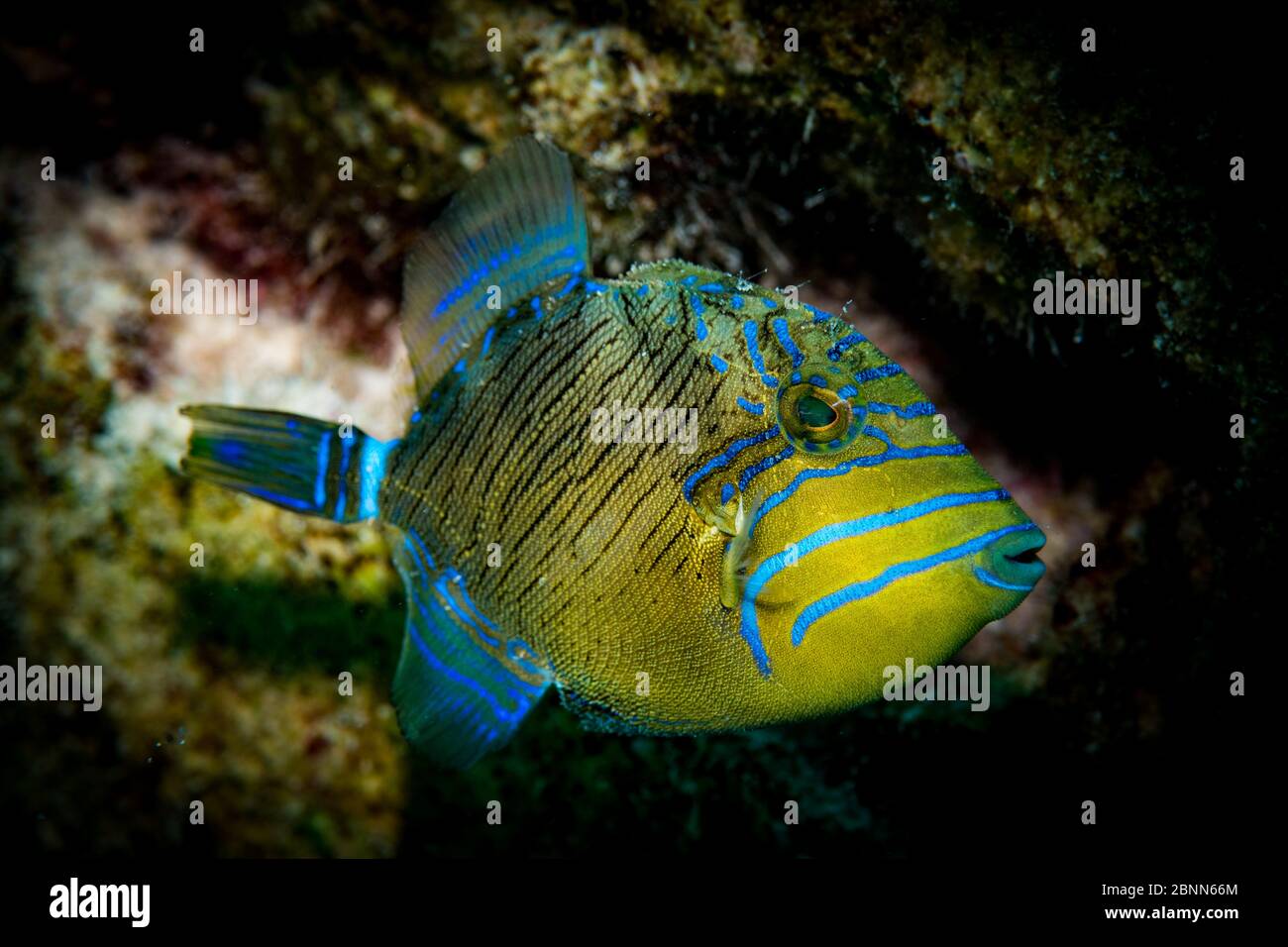 Jungkönigin Tigerfisch (Balistes vetula) am Riff, Bonaire, Niederländische Antillen Stockfoto