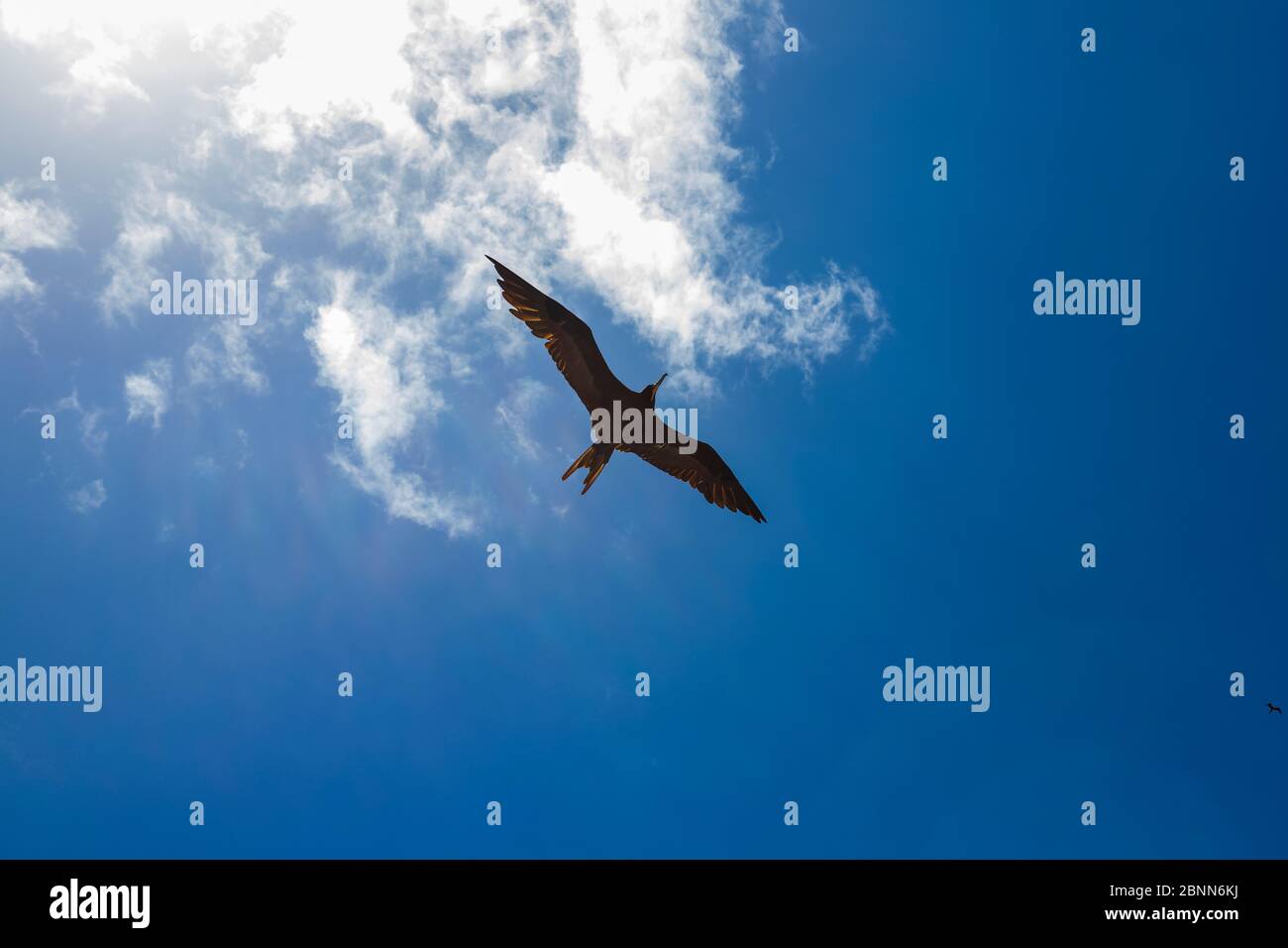 Nahaufnahme der Unterseite eines großen Fregatte-Vogels mit dem Sonnenlicht durchdringt die Wolken mit dem Himmel im Hintergrund einen blauen Farbverlauf Stockfoto