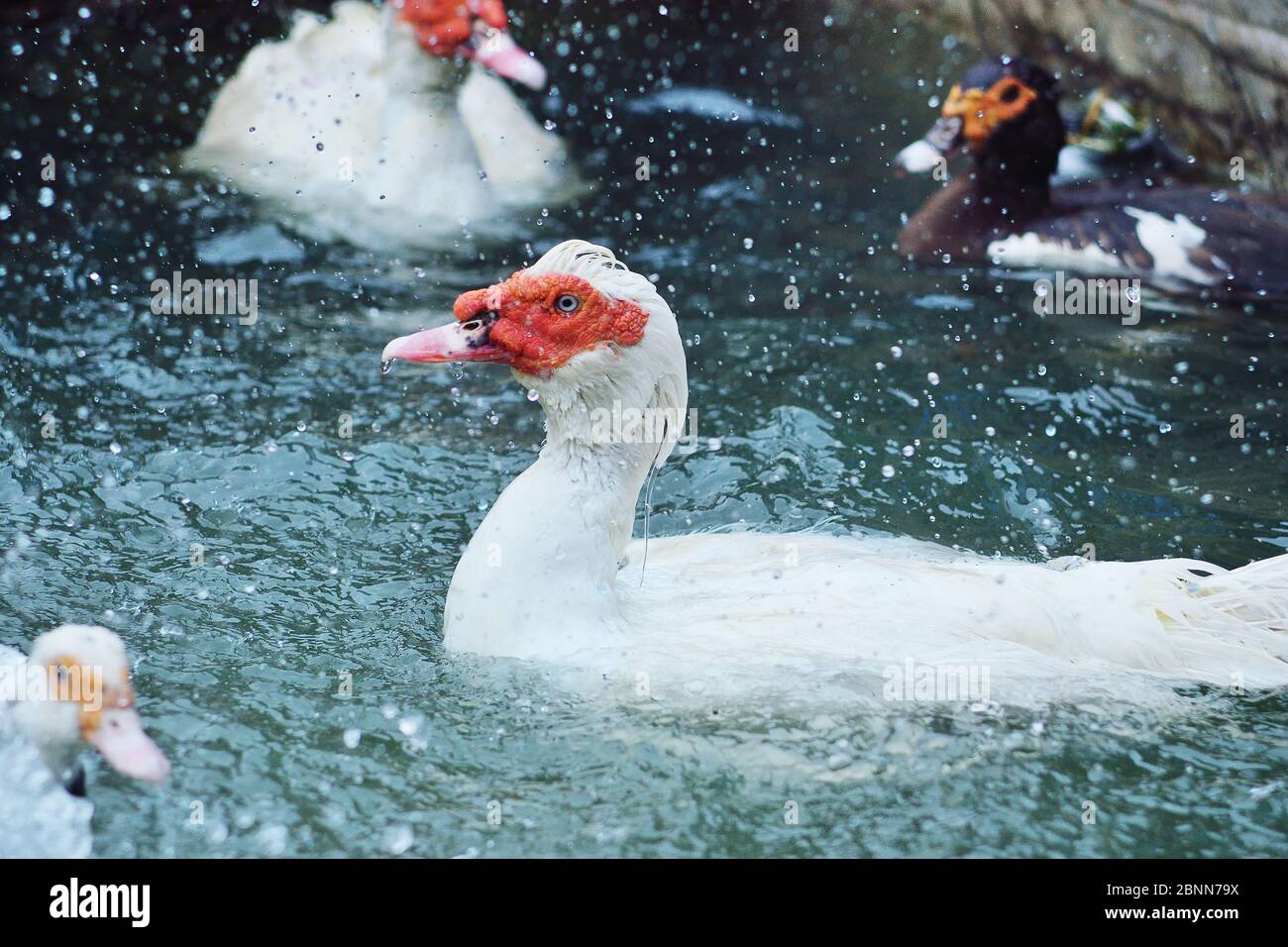 Eine Herde Moschusenten schwimmen im Wasser auf einer Geflügelfarm. Stockfoto