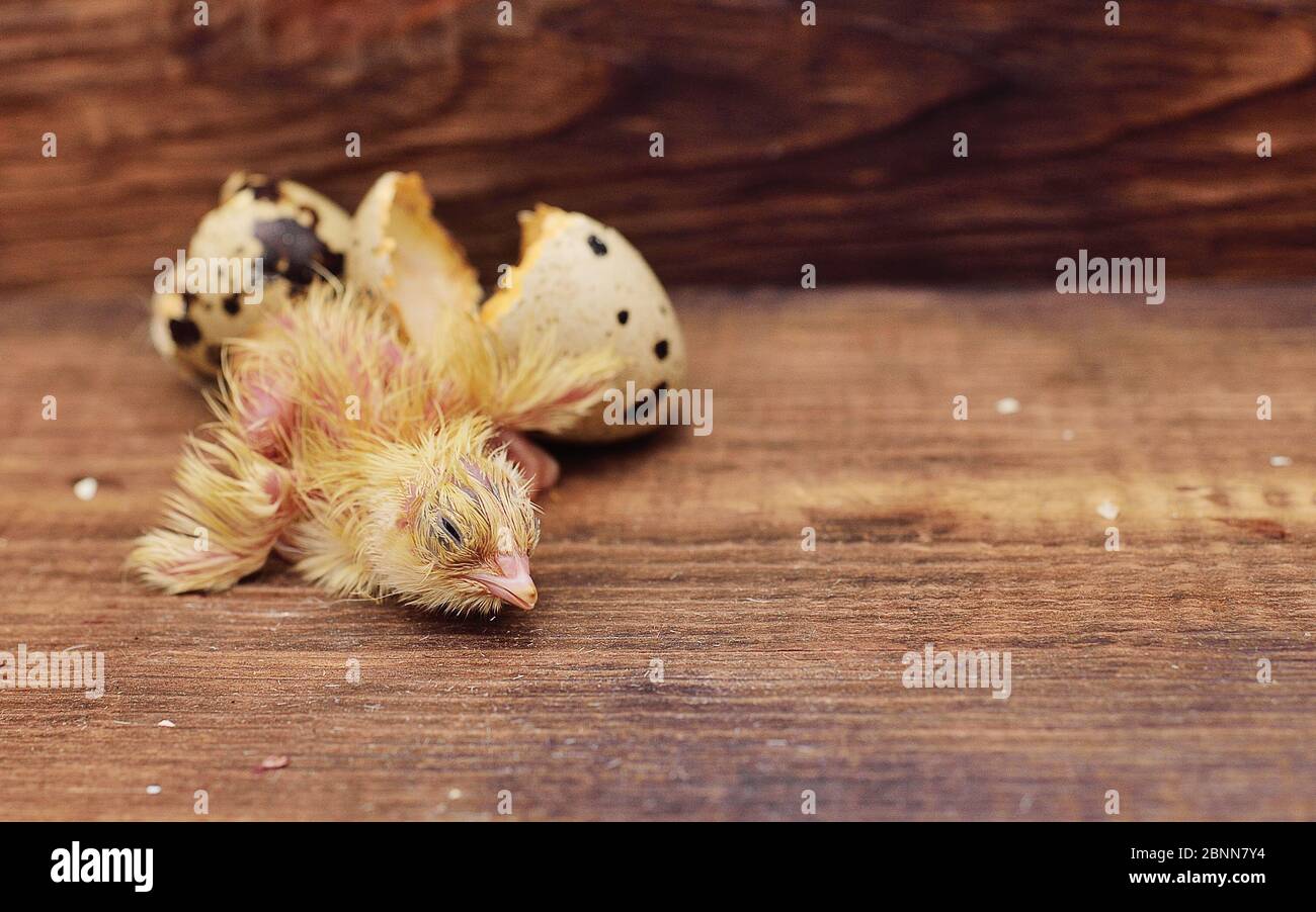 Neugeborenes Baby Vogel oder Wachtelkind schlüpft aus einem Ei Nahaufnahme auf einem hölzernen Hintergrund. Geflügelfarm, Wachtelzucht. Stockfoto