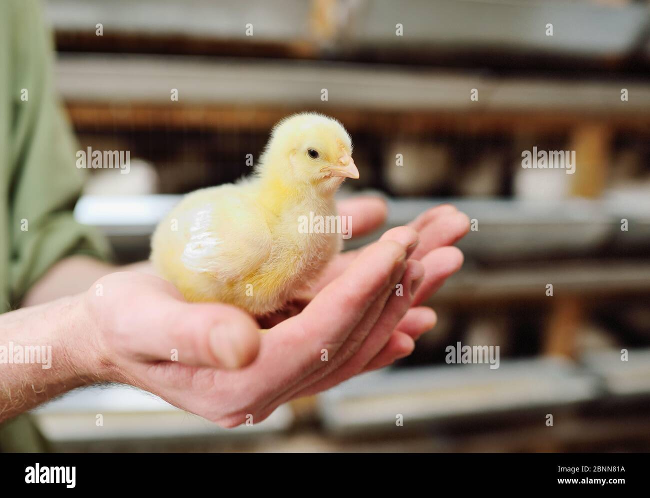 Brathähnchen Nahaufnahme in den Händen eines Bauern auf dem Hintergrund einer Geflügelfarm. Zucht und Aufzucht von Masthühnern Stockfoto