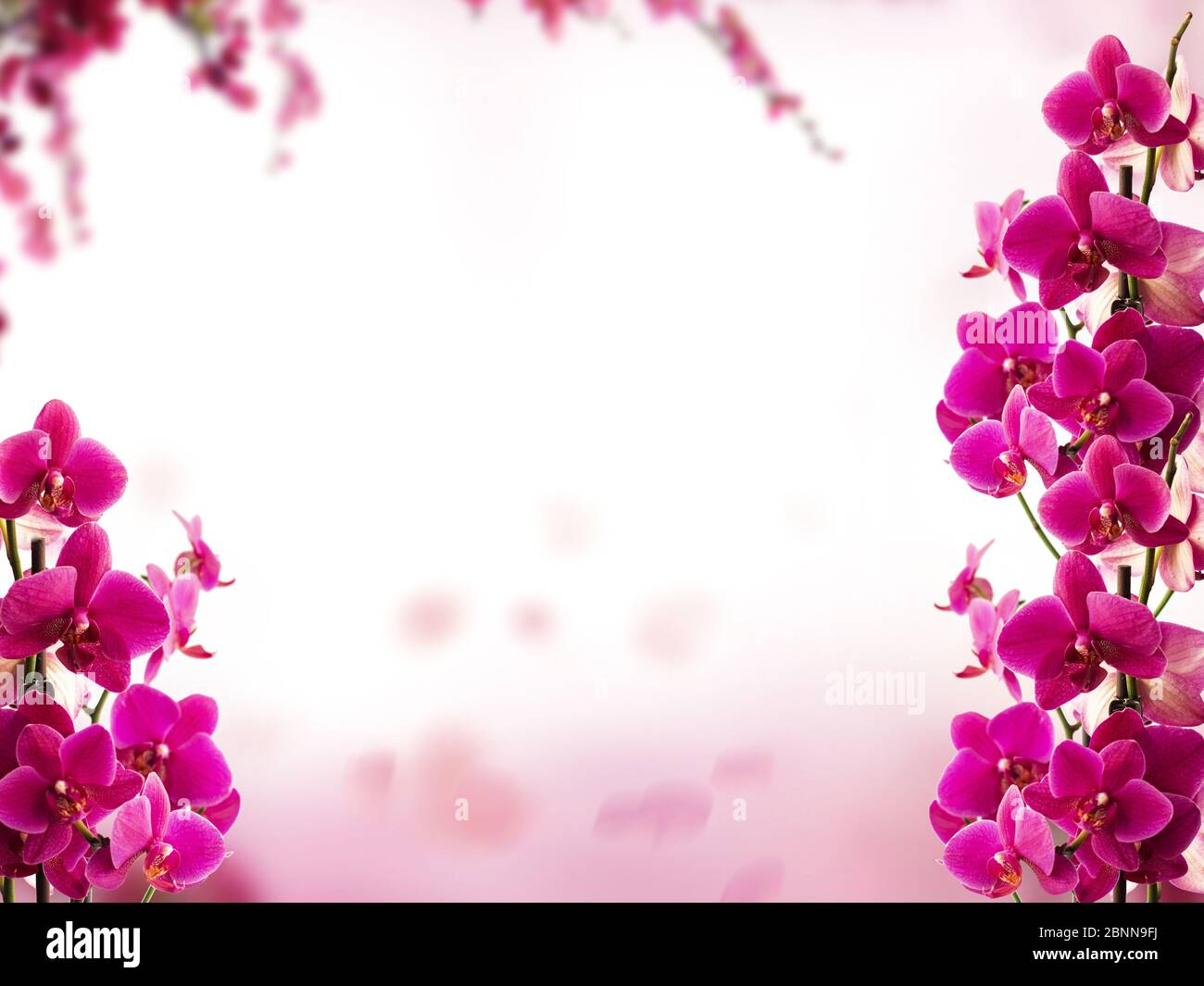 Rosa Orchidee Blumen auf weißem Raum für Text Stockfoto