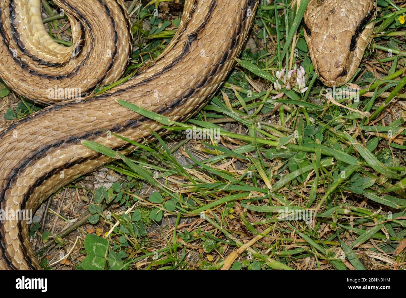 Schlangeneggeater Arten, Raubtier Reptilienauge, Hautdetails, zervikelte Schlange Stockfoto