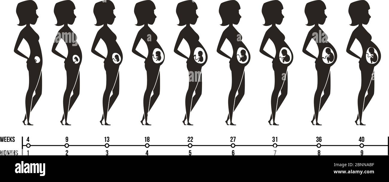 Schwangerschaftsstufen. Silhouetten von glücklichen Mutter mit Neugeborenen Kind weibliche Schwangerschaft Trimester Infografiken Vektorbilder Stock Vektor