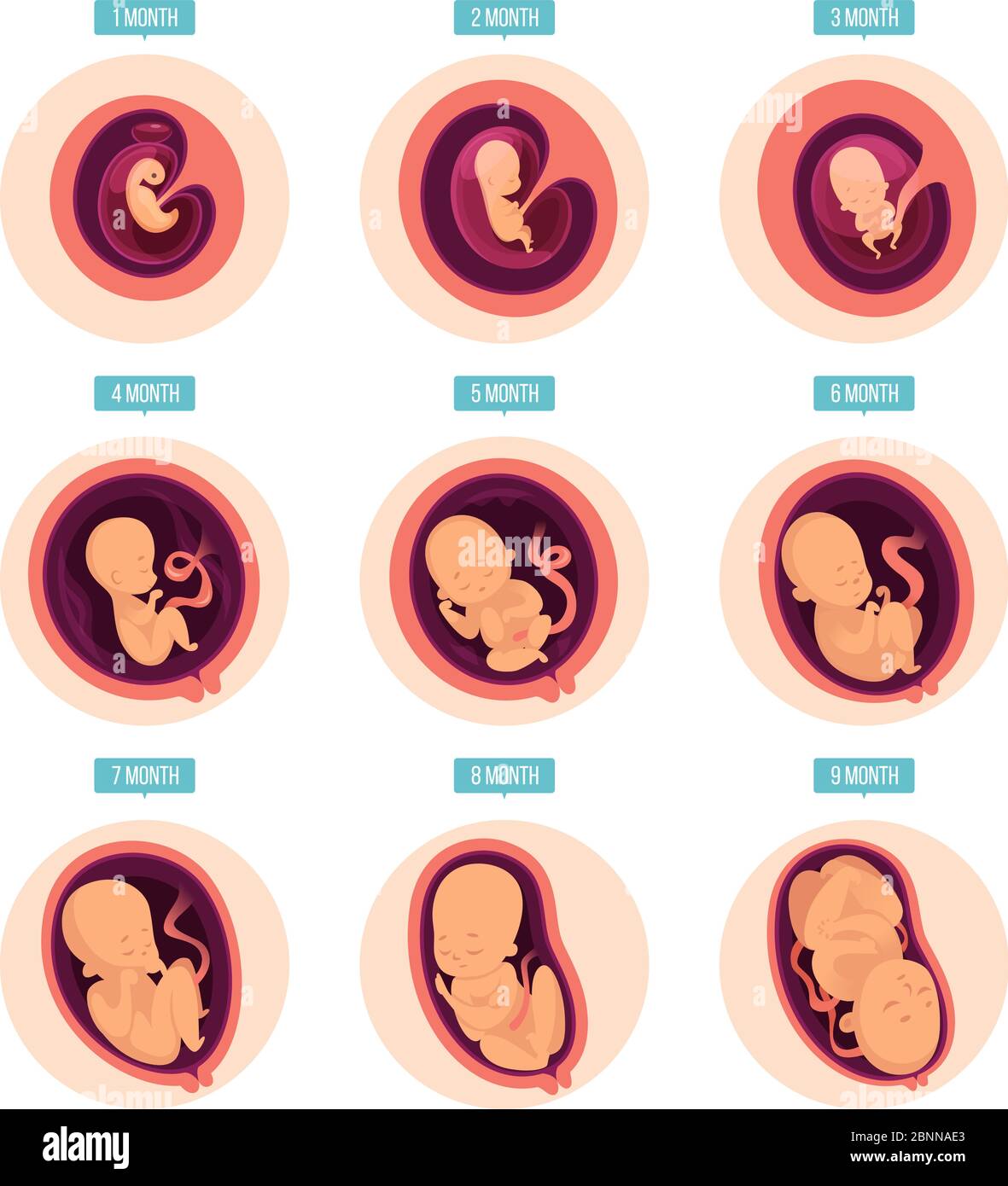 Schwangerschaftsstufen. Menschliche Wachstumsphasen Embryonalentwicklung Eizelligkeit Schwangerschaft Stadien Vektor-Infografik Bilder Stock Vektor