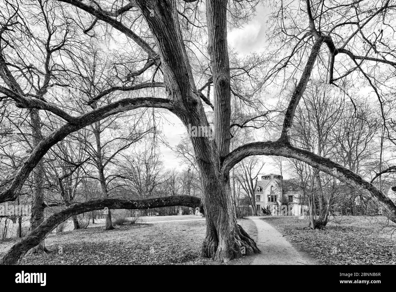 Hofgarten, Landschaftspark, Grünanlage, Coburg, Oberfranken, Bayern, Deutschland, Europa, Stockfoto