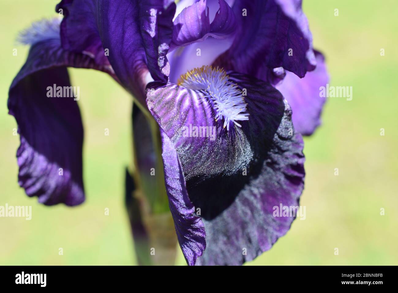 Große dunkelblaue Iris Blume auf einem unscharfen hellgelben und grünen Hintergrund Stockfoto
