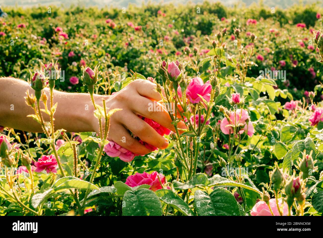 Hand des Landarbeiters pflücken duftende Blumen von rosa Rosen für die Parfümerie. Stockfoto