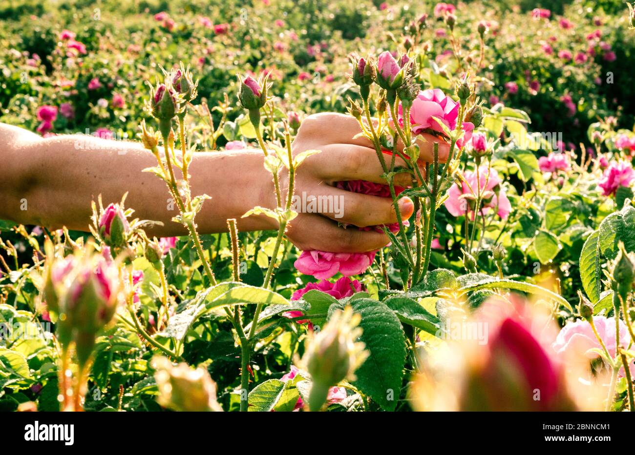 Hand des Landarbeiters pflücken duftende Blumen von rosa Rosen für die Parfümerie. Stockfoto
