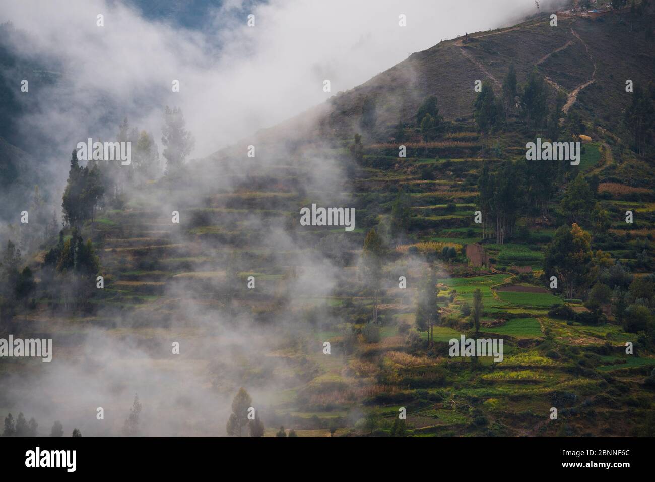 Landwirtschaftlichen Terrassen oben Tarma, Junín, Peru, Südamerika Stockfoto