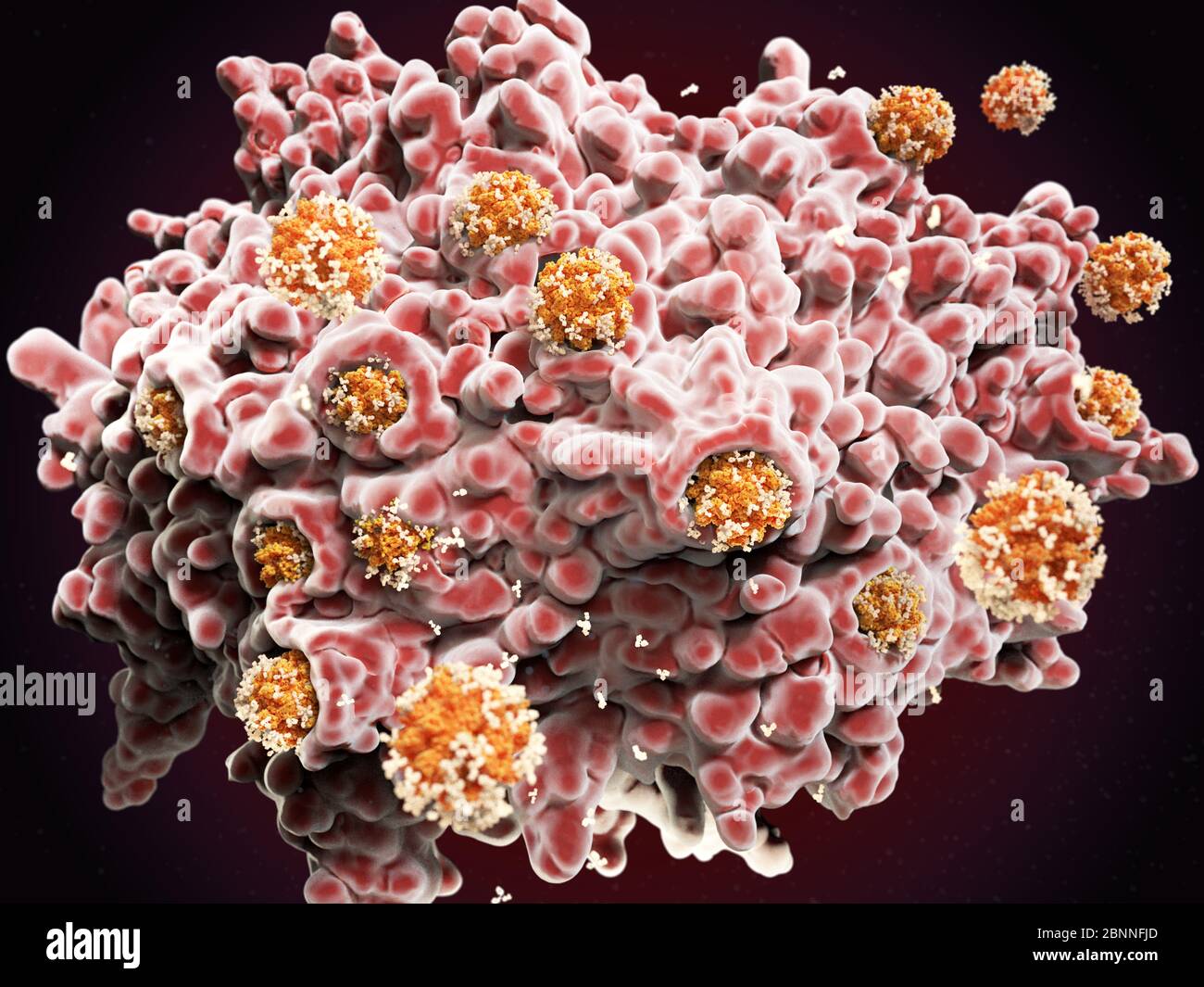 Abbildung einer Makrophagen-weißen Blutkörperchen (rosa), die Coronavirus-Partikel (orange) verschlingen. Dieser Prozess wird Phagozytose genannt. Makrophagen sind Zellen des körpereigenen Immunsystems. Sie nehmen Phagozytose (engulf) auf und zerstören Krankheitserreger, abgestorbene Zellen und Zellreste. Die Coronavirus-Partikel wurden mit Antikörpern (weiß) markiert, um den Makrophagen zu signalisieren, sie zu zerstören. Stockfoto