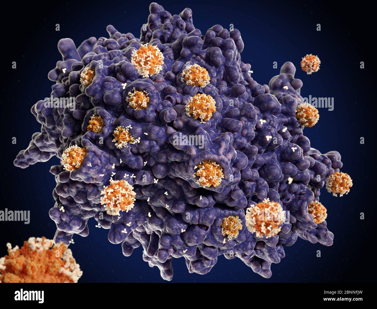 Abbildung einer Makrophagen-weißen Blutkörperchen (violett), die Coronavirus-Partikel (orange) verschlingen. Dieser Prozess wird Phagozytose genannt. Makrophagen sind Zellen des körpereigenen Immunsystems. Sie nehmen Phagozytose (engulf) auf und zerstören Krankheitserreger, abgestorbene Zellen und Zellreste. Die Coronavirus-Partikel wurden mit Antikörpern (weiß) markiert, um den Makrophagen zu signalisieren, sie zu zerstören. Stockfoto