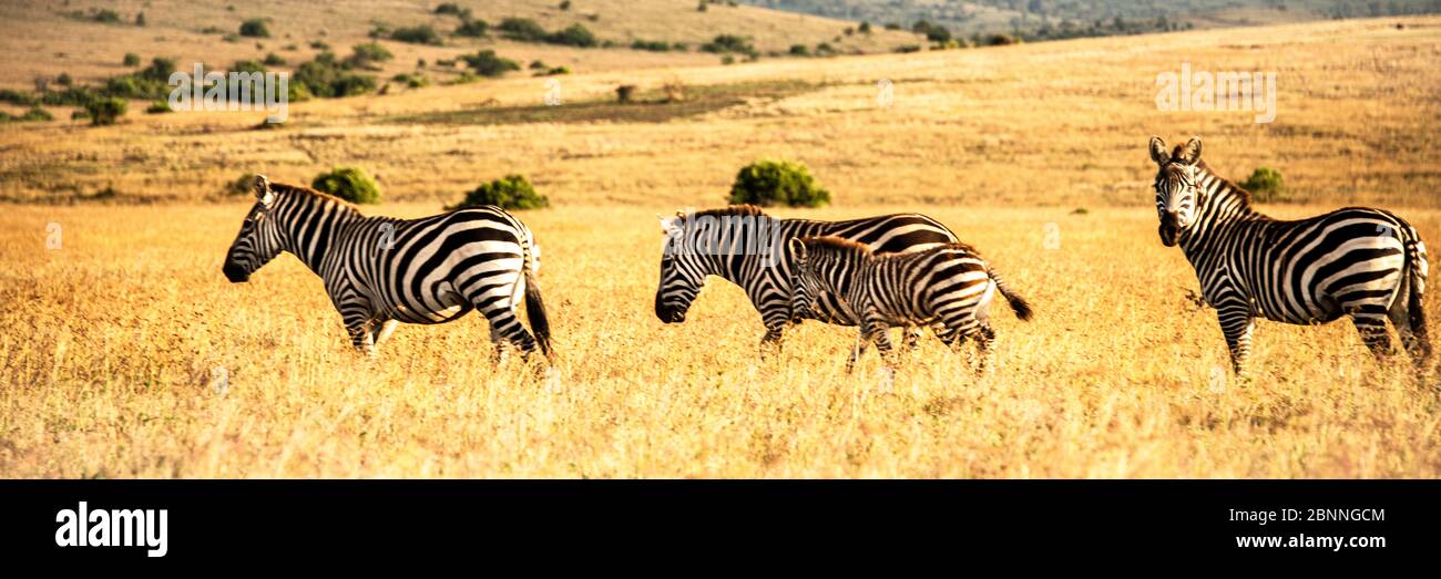 Zebrafamilie im Savannengrasland Kenias Stockfoto