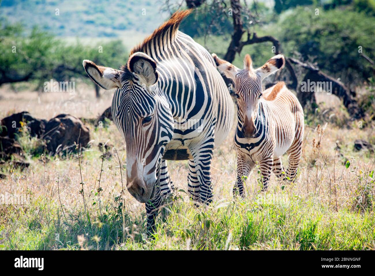 Zebrafamilie im Savannengrasland Kenias Stockfoto