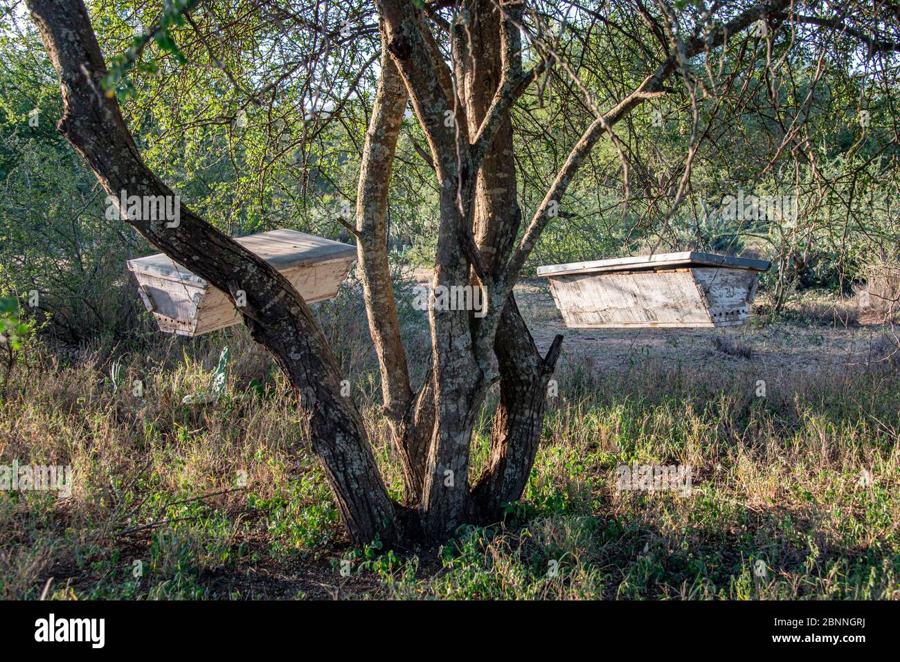 Bienenstöcke aus Holz in einem Akazienbaum für die Sammlung von Honig Stockfoto