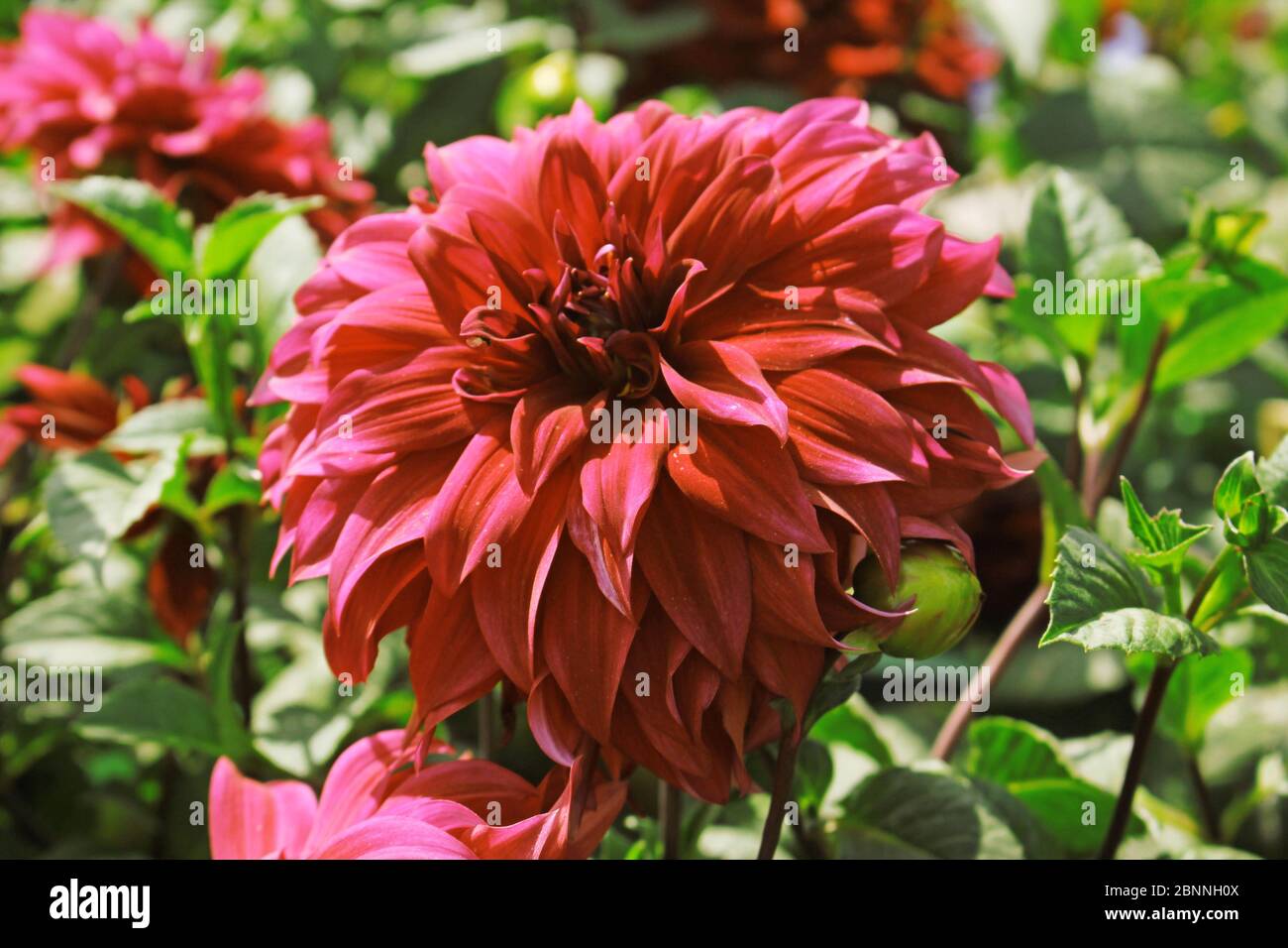 Dahlia Blumen. Hot Pink Dahlia Blume Gegen Green Leafs Hintergrund Stockfoto