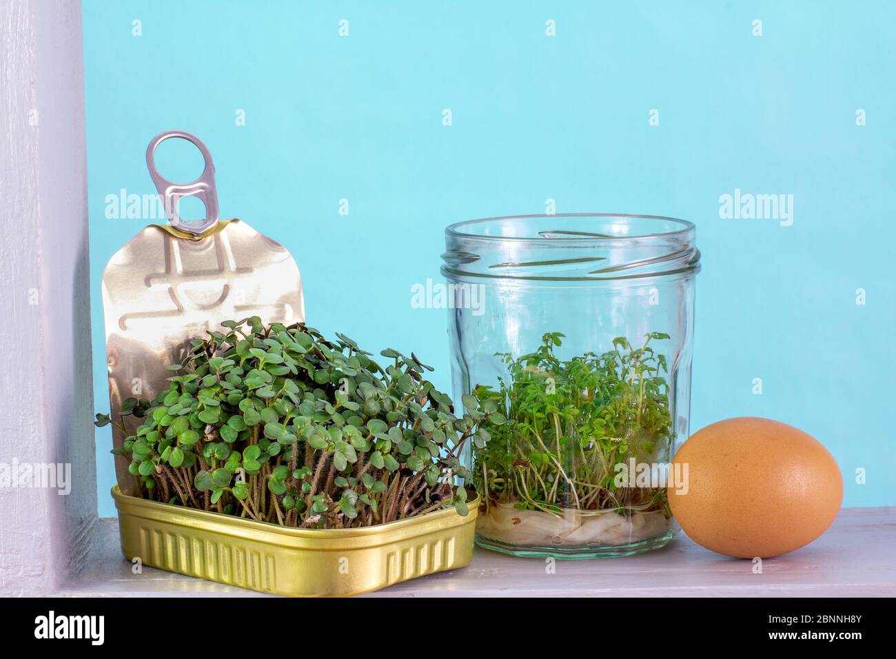 Recycelte, wiederverwendete Sardinendose und -Dose zum Anbau von Salatgemüse, mit Ei auf sonniger Fensterleiste, unterhaltsame Art, eigene Lebensmittel zu Hause anzubauen, Abfall zu reduzieren Stockfoto