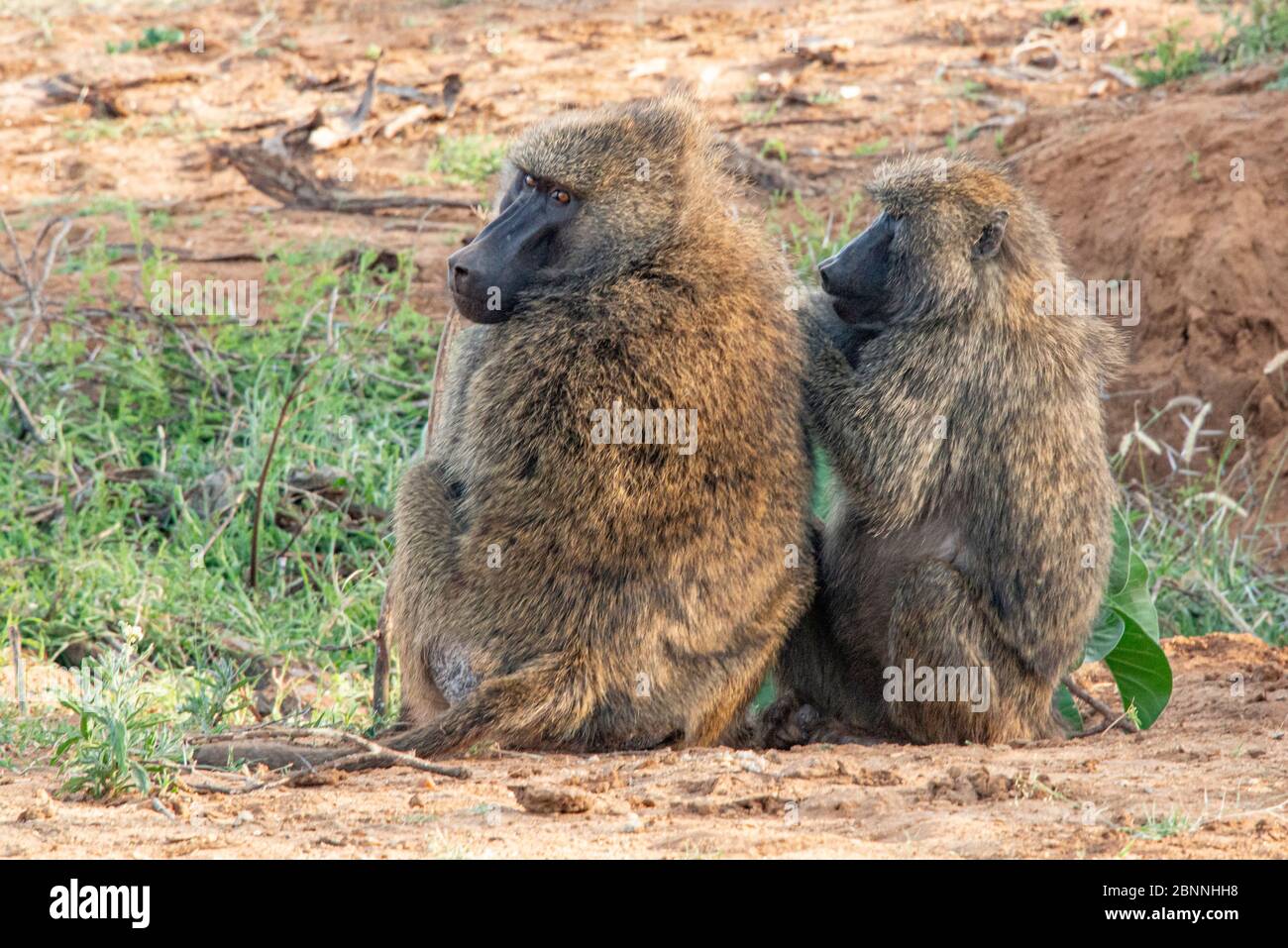 Paviane mit weiblichen Pflegeregulierung für den männlichen Stockfoto