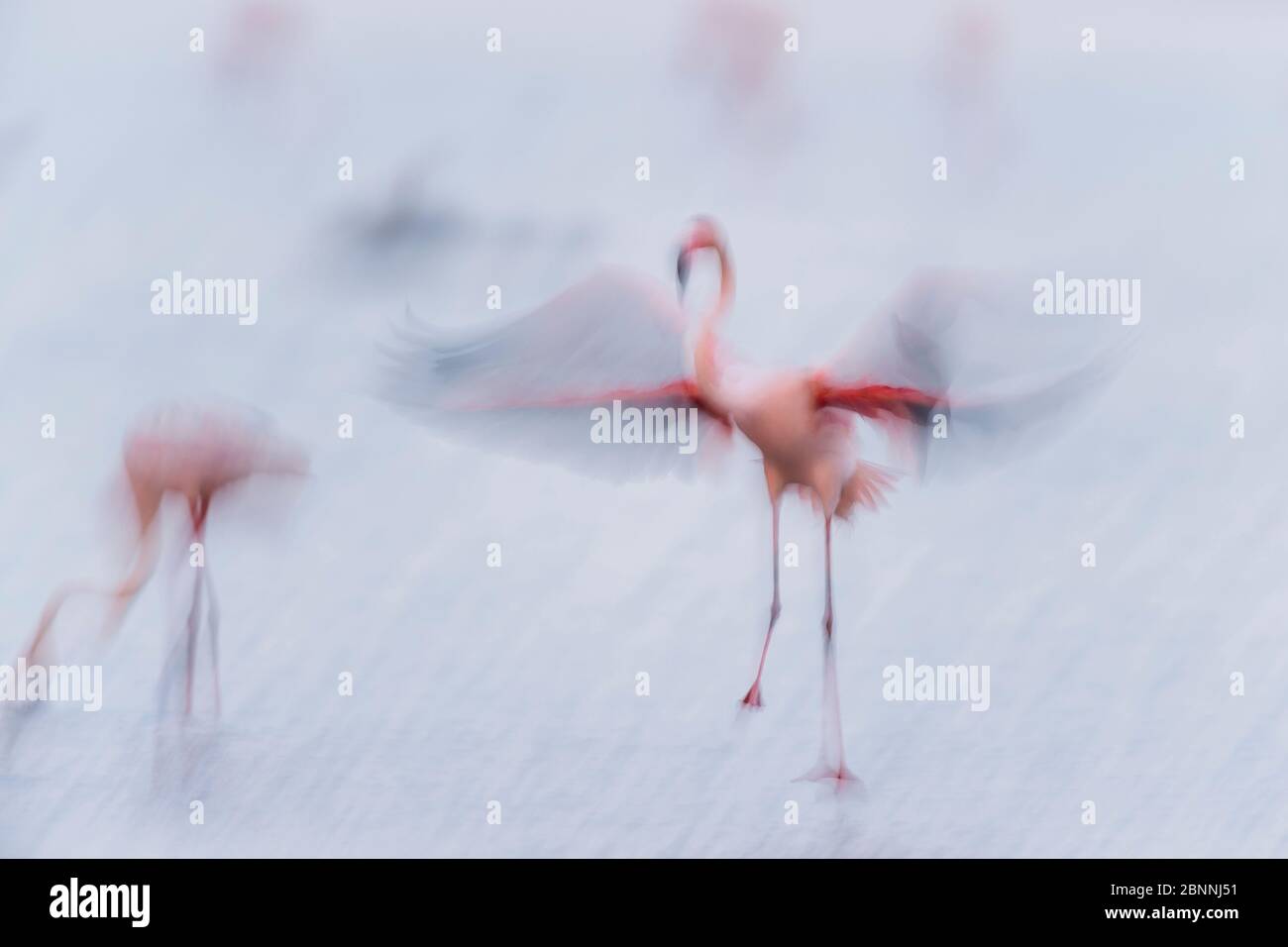 Europäischer Flamingo, großer Flamingo, Phoenicopterus roseus, bei Sonnenaufgang im Flug, Long Exposure, Saintes-Maries-de-la-Mer, Parc naturel régional de Camargue, Languedoc Roussillon, Frankreich Stockfoto