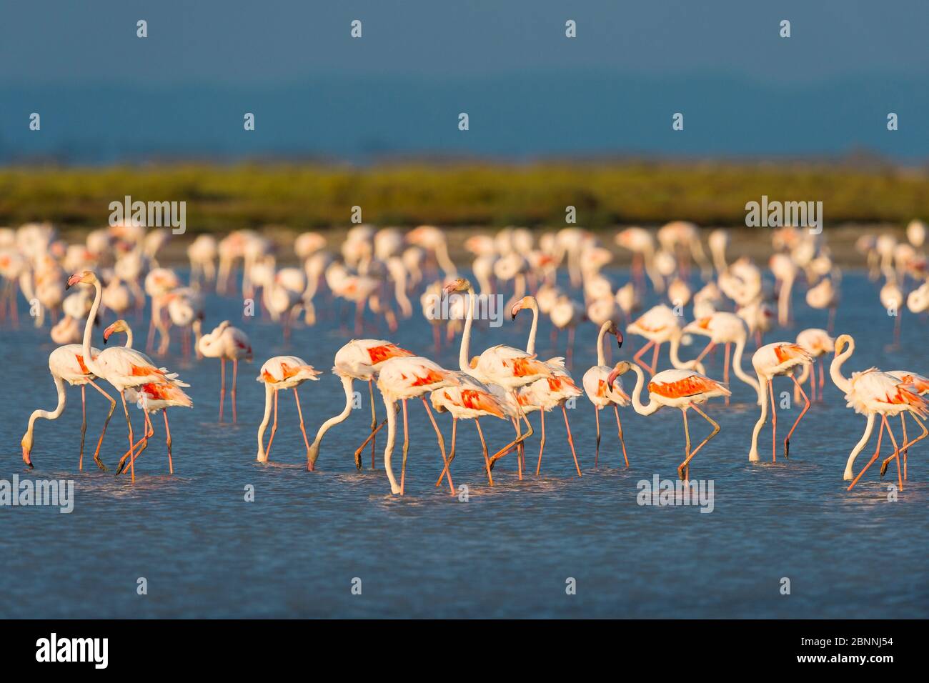 Europäischer Flamingo, großer Flamingo, Phoenicopterus roseus, Saintes-Maries-de-la-Mer, Parc naturel regional de Camargue, Languedoc Roussillon, Frankreich Stockfoto