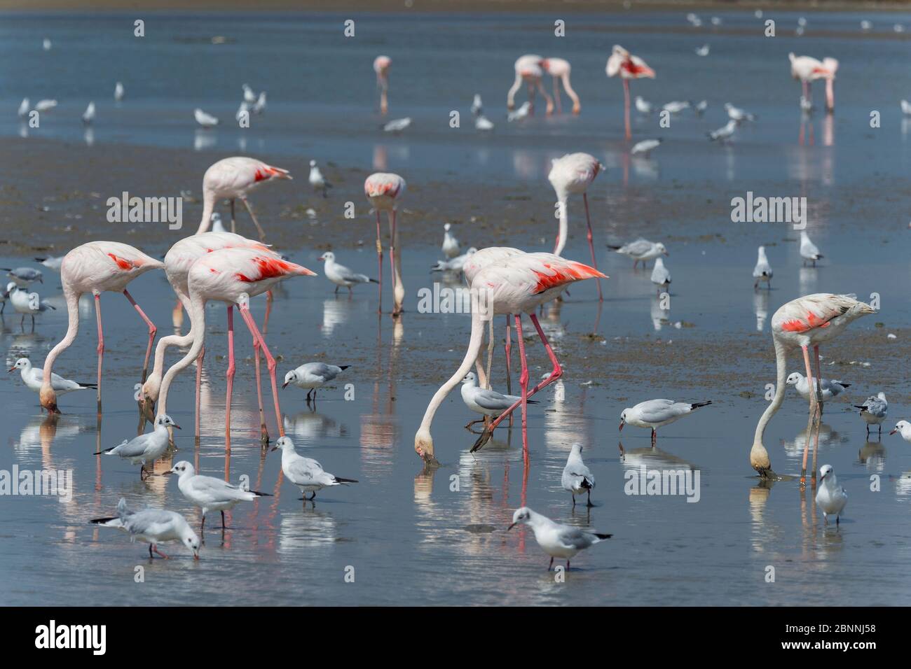 Europäischer Flamingo, großer Flamingo, Phoenicopterus roseus und Schwarzkopfmöwe, Chroicocephalus ridibundus, Saintes-Maries-de-la-Mer, Parc naturel régional de Camargue, Languedoc Roussillon, Frankreich Stockfoto