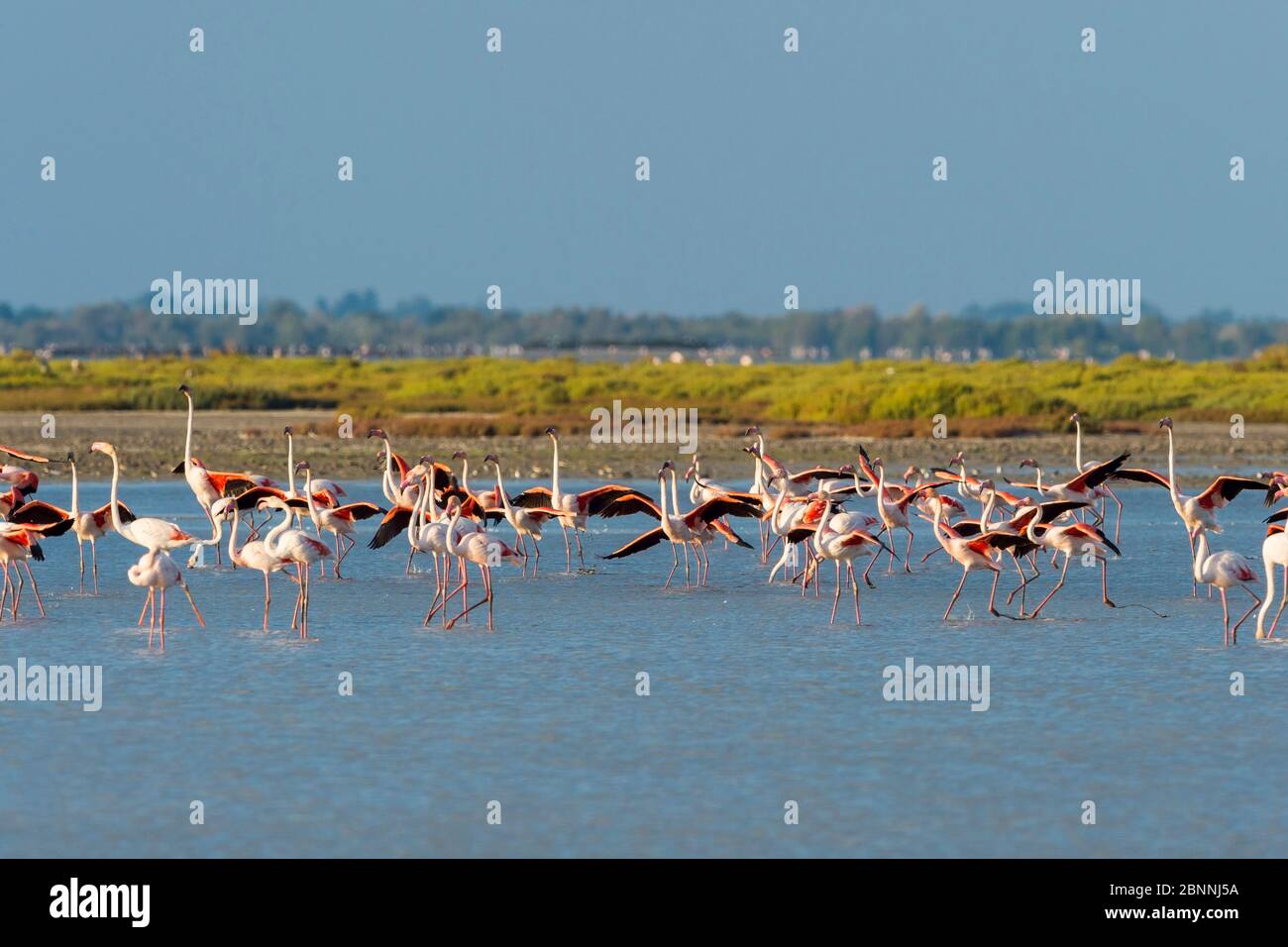 Europäischer Flamingo, großer Flamingo, Phoenicopterus roseus, Saintes-Maries-de-la-Mer, Parc naturel regional de Camargue, Languedoc Roussillon, Frankreich Stockfoto