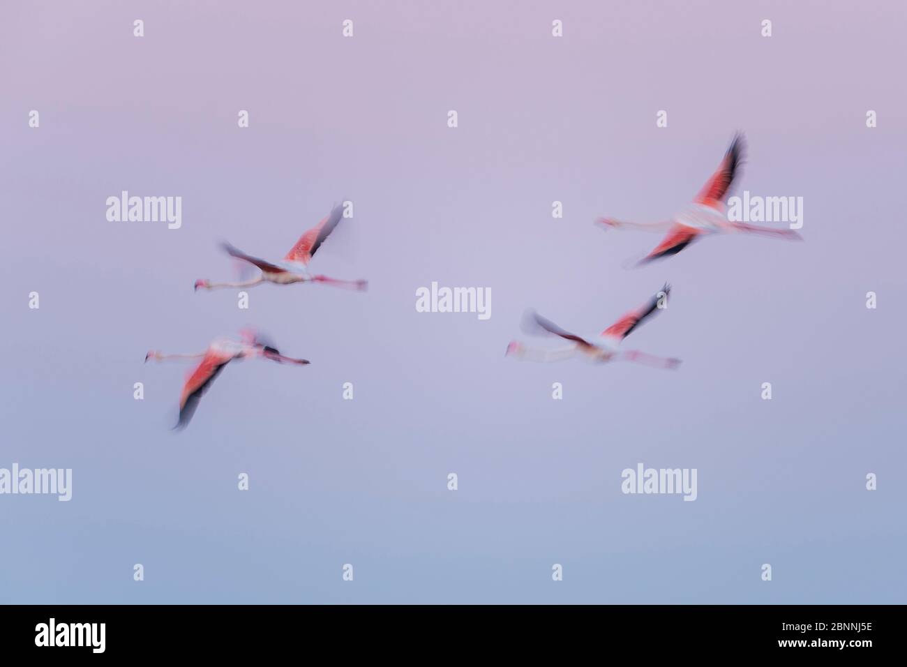 Europäischer Flamingo, großer Flamingo, Phoenicopterus roseus, bei Sonnenaufgang im Flug, Long Exposure, Saintes-Maries-de-la-Mer, Parc naturel régional de Camargue, Languedoc Roussillon, Frankreich Stockfoto