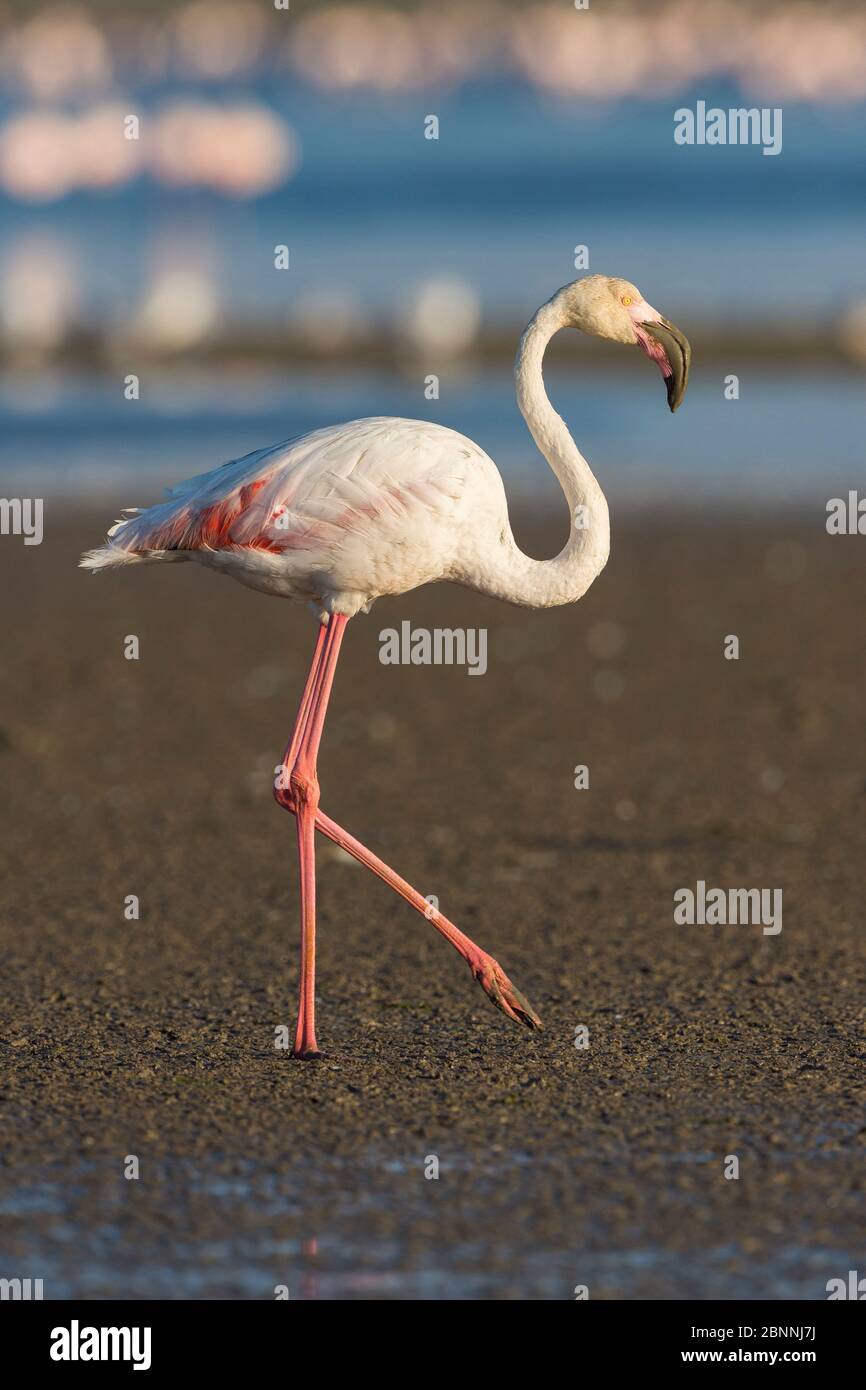 Europäischer Flamingo, großer Flamingo, Phoenicopterus roseus, Saintes-Maries-de-la-Mer, Parc naturel régional de Camargue, Languedoc Roussillon, Frankreich Stockfoto