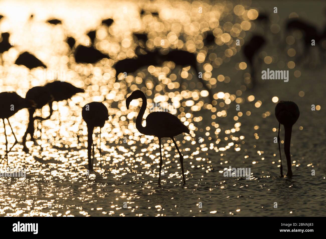 Europäischer Flamingo, großer Flamingo, Phoenicopterus roseus, bei Sonnenaufgang, Saintes-Maries-de-la-Mer, Parc naturel régional de Camargue, Languedoc Roussillon, Frankreich Stockfoto