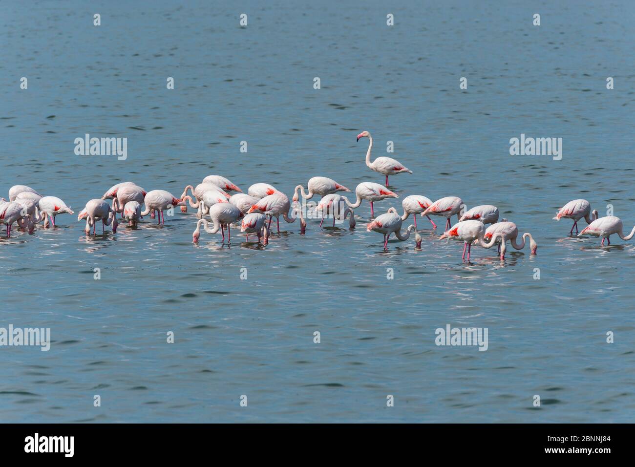 Europäischer Flamingo, großer Flamingo, Phoenicopterus roseus, Saintes-Maries-de-la-Mer, Parc naturel régional de Camargue, Languedoc Roussillon, Frankreich Stockfoto